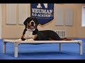 Carmella (Swiss Mountain Dog) Boot Camp Dog Training Video Demonstration Carmella (Swiss Mountain Dog) Boot Camp Dog Training Video Demonstration