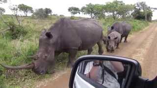 White Rhino Close Encounter