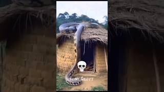 Big Animals Transformation Funny Animal Glow Up Compilation 2025