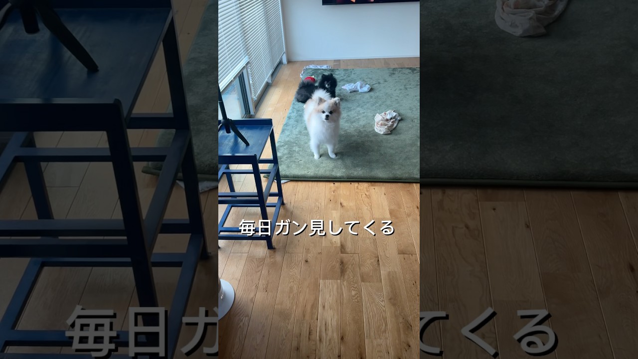 毎日ガン見してくる#ポメラニアン#ガン見#Pomeranian