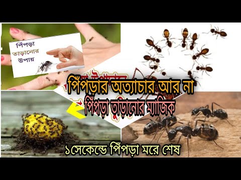 ভিডিও: আগুন পিঁপড়া ঢিপি পরিত্রাণ পেতে একটি প্রাকৃতিক উপায় কি?