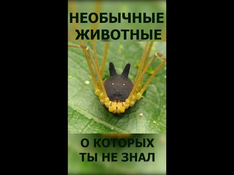 НЕОБЫЧНЫЕ ЖИВОТНЫЕ, О СУЩЕСТВОВАНИИ КОТОРЫХ ТЫ НЕ ЗНАЛ #SHORTS