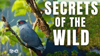 Secrets Of The Wild Exploring Mangroves, Islands, And Beach Wild Life Full Doentary Hindi