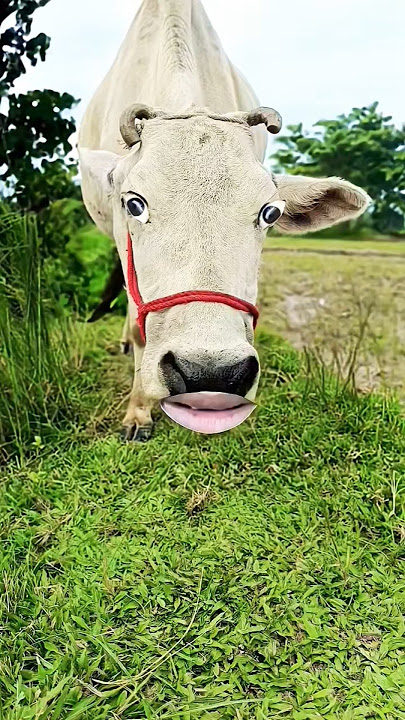 https://youtube.com/shorts/LMdYdrPGry0?si=ydVnofUJH #funny #comedy #cow #shortvideos 🐂🐄🐄