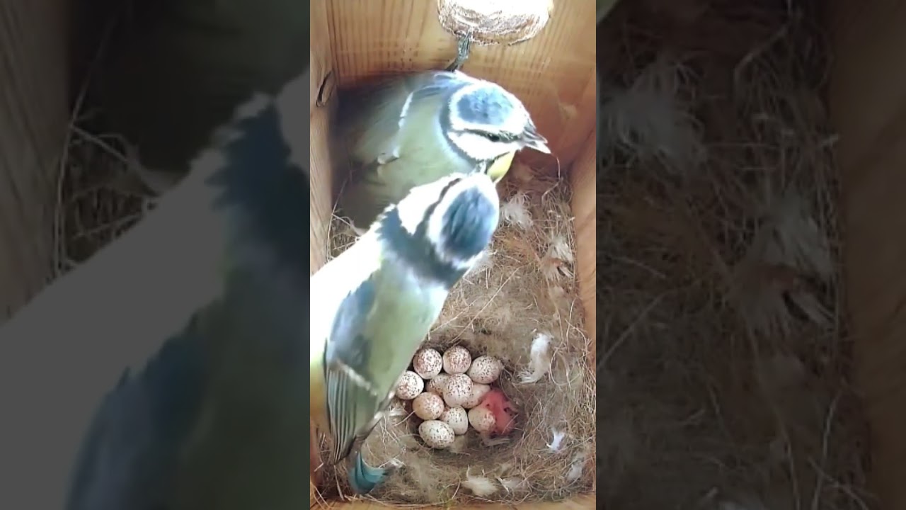 Birds Celebrate Hatching of their Chick 