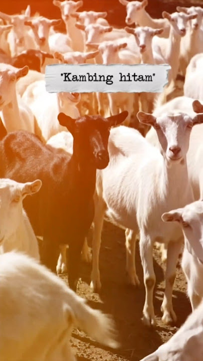 Makna 'kambing hitam' dalam istilah bahasa Indonesia #sastra #bahasaindonesia