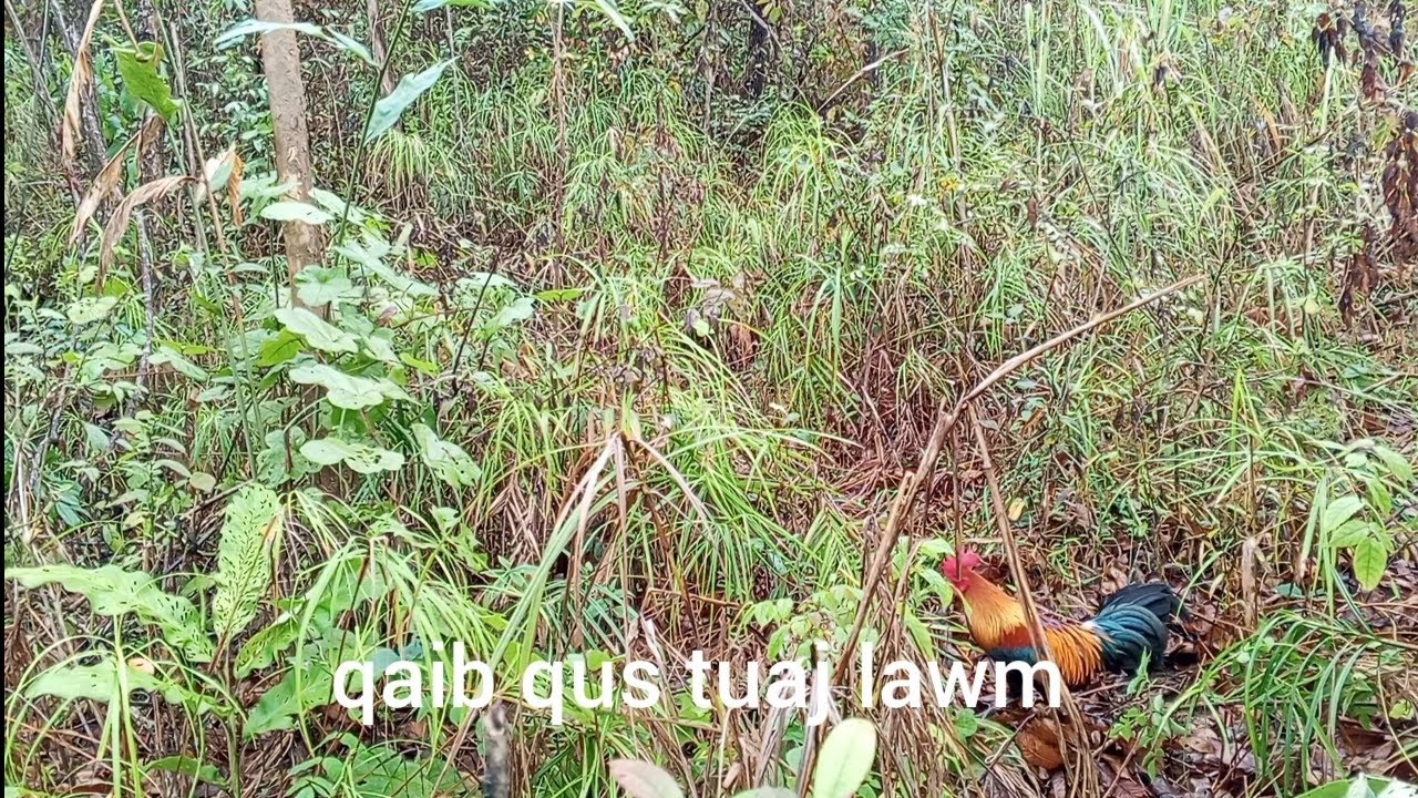 qaib dib qus tuaj zoo heev li 28/2/2026