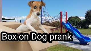 Box vs Real Dog Prank Very Funny With Surprise Scared Reaction - Dog prank video