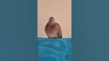 🕊 #القرأن_الكريم #هدى_الله #سورة_القلم #اكسبلور #المصحف #قرآن #birds #قران_كريم #pigeon