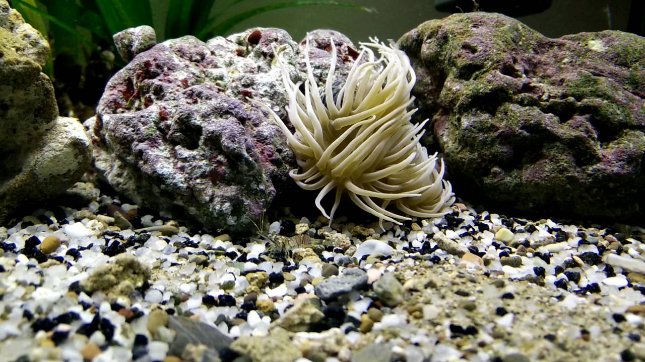Anemone acquario marino mediterraneo - YouTube