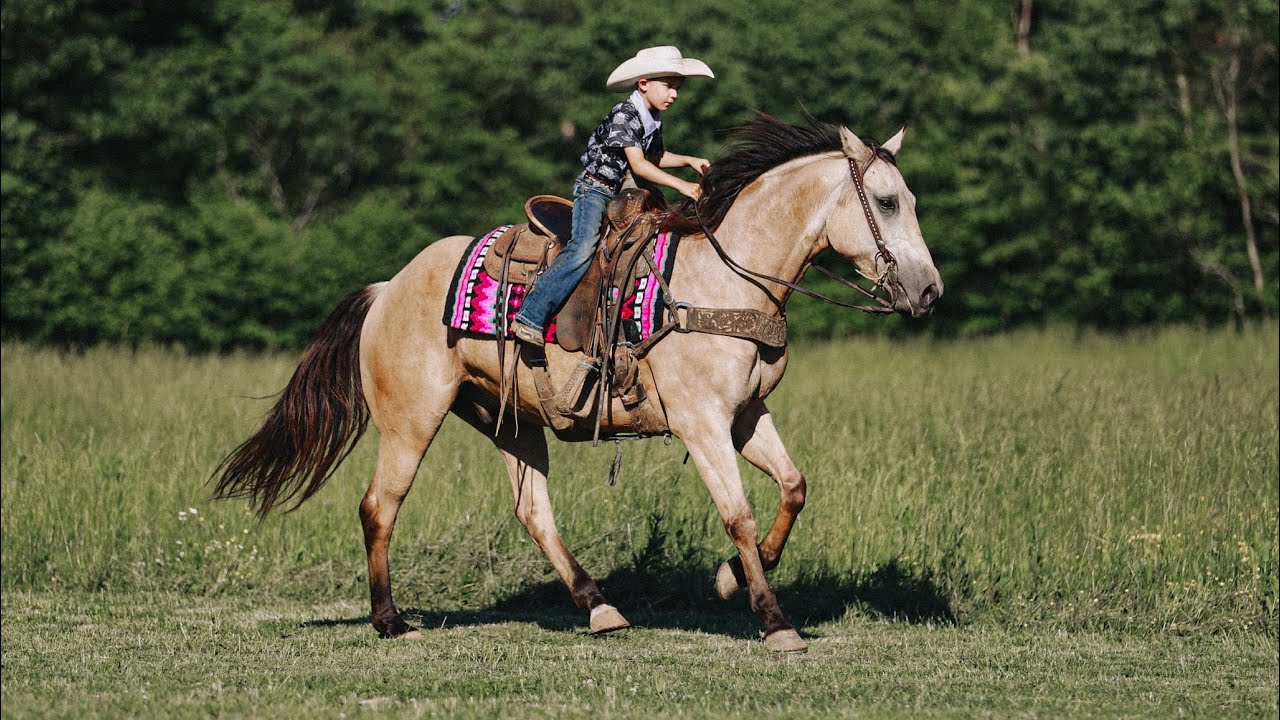 “CASEY” gorgeous AQHA buckskin gelding, versatile and safe! Sells on horsebid.com
