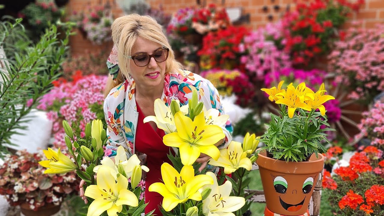 LILIUM CONSEJOS 🌹 para que la flor todos los años florezca gigante 🌹💐🦅🎶