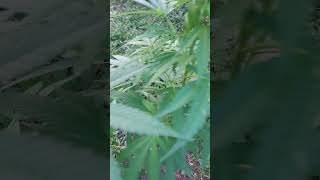 uk outdoor guerilla grow/ update on realgorillaseeds site no1 (#super61 flying)