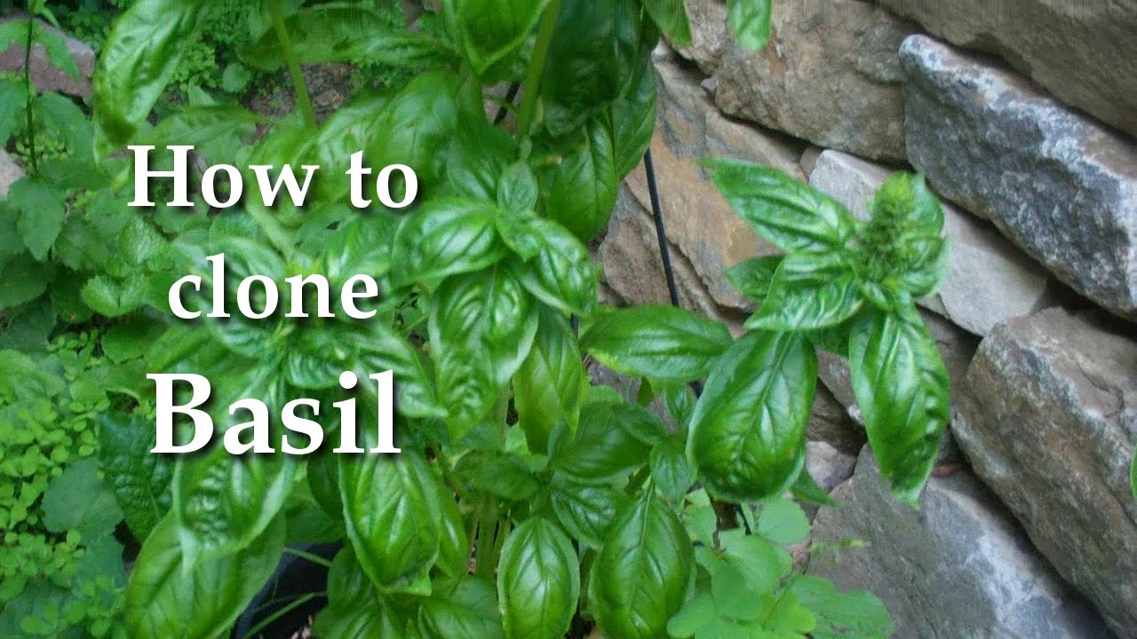 How to Clone Basil | Grow Tons of Basil from Just One Plant!! - YouTube