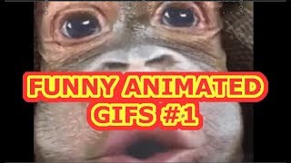 Funny Animated GIFS  #1