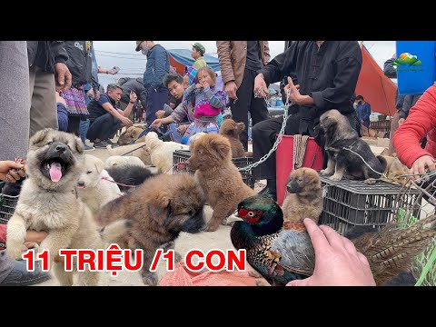 P3 - Chợ phiên bán loài chó KHÔN NHẤT VIỆT NAM trên Tây Bắc | Pets market | Tôi Người Vùng Cao