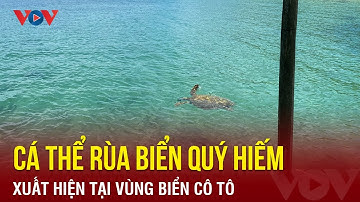 Cá thể rùa biển quý hiếm xuất hiện tại vùng biển Cô Tô | Báo Điện tử VOV