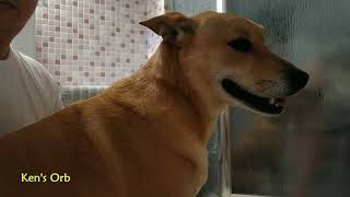 Carolina dog enjoying bath, American dingo