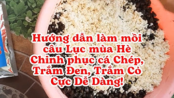 Hướng dẫn làm mồi câu lục mùa hè - Chinh phục Chép, Trắm Đen, Trắm Cỏ cực dễ dàng!