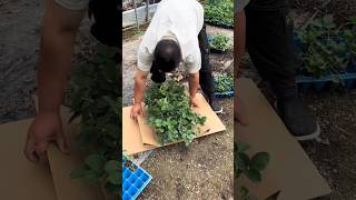 New Farming Hacks #farming #asmr #satisfying #agriculture #gardening #automobile #rogator #facts #me