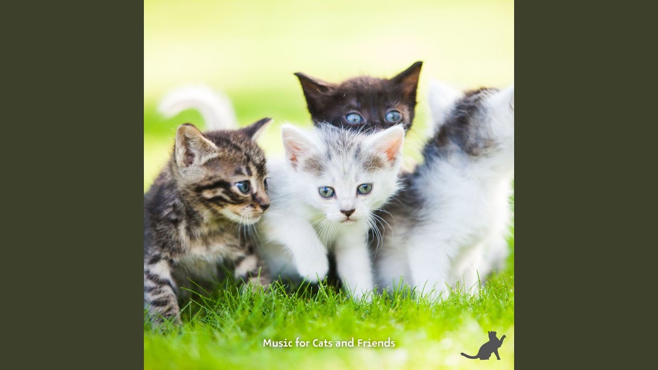 Relaxing Song for Cats