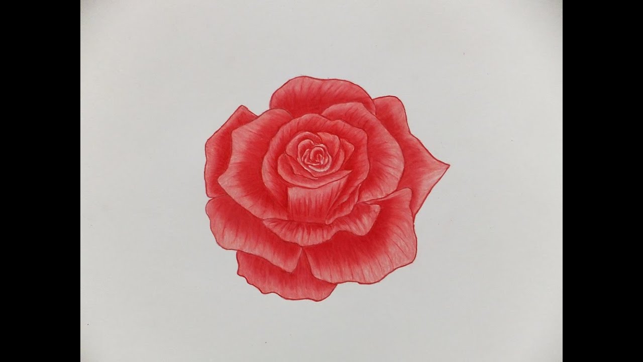 drawn roses in color