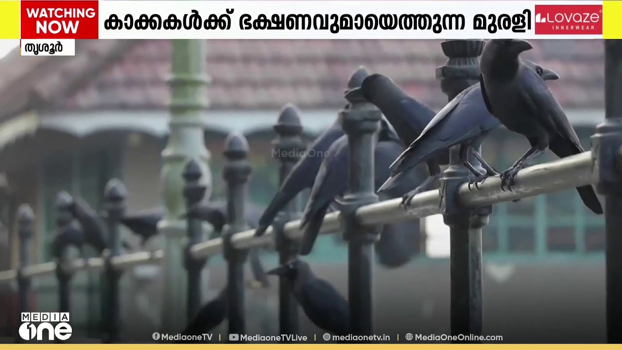 കാക്കകളുടെ സ്വന്തം ചങ്ങാതി; കൊടുങ്ങല്ലൂരിൽ കാക്കകൾക്ക് സ്ഥിരമായി ബിസ്കറ്റ് നൽകുന്ന മുരളിച്ചേട്ടൻ