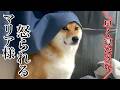 【爆笑】多忙な飼い主の前に現れたマリア様(柴犬)が可愛すぎたww【犬系クリエイターの1ヶ月】