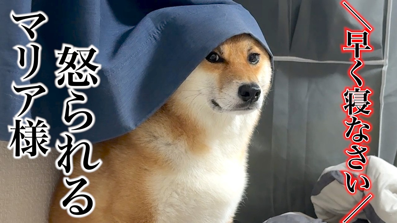 【爆笑】多忙な飼い主の前に現れたマリア様(柴犬)が可愛すぎたww【犬系クリエイターの1ヶ月】