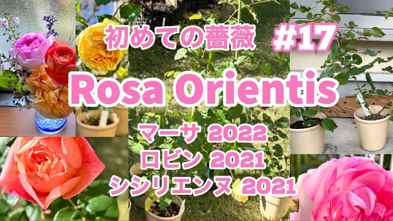 バラ初心者】#17 ロサオリエンティス栽培日記🌱実は、癌でした
