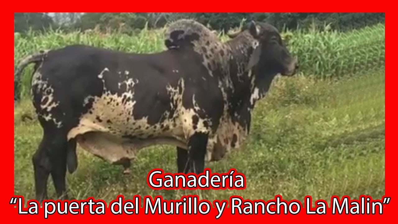 SARDO NEGRO, Venta de Sementales y Semen, Ganaderia la puerta del