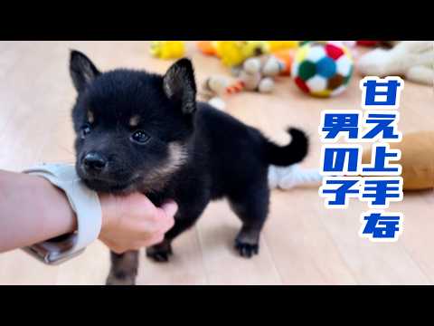 Mame Shiba Inu houzannsou - YouTube