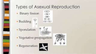 Bio   Module 5 Graphic Organizer Notes
