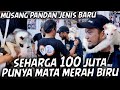 MUSANG WHITE MOZAIK UMUR 4 BULAN, HARGANYA UDAH BISA BIKIN JADI SULTAN