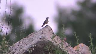Rock Wren Singing - Stearns County, Minnesota - June 2025