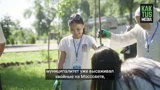 Больше лиственных? В мэрии Бишкека меняют отношение к высадке деревьев