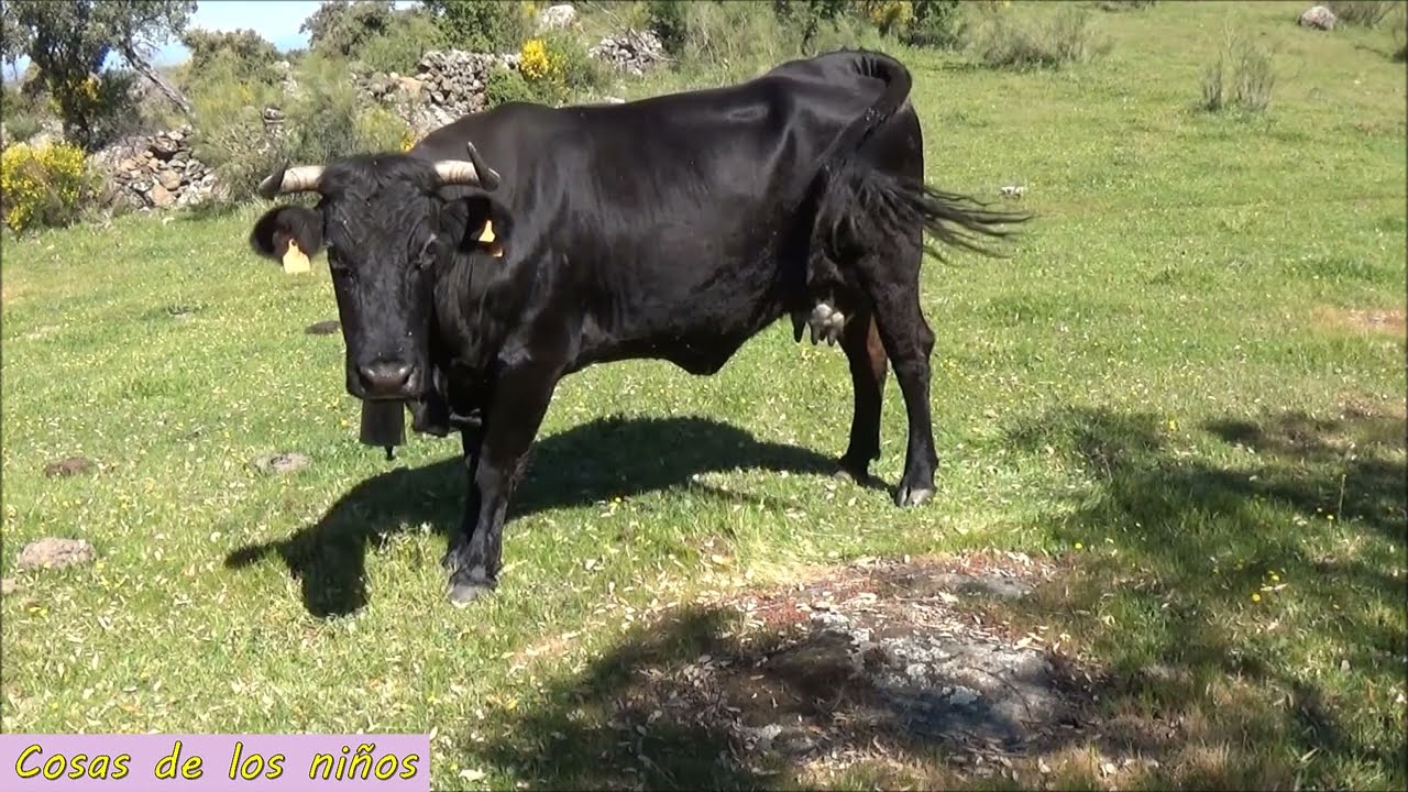 Sonido del cencerro en el cuello de una vaca.