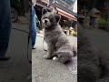 秋田犬長毛カイはトリミング後慌ただしい1日