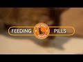 FeLV Cats Love Life - Pilling trick for cats