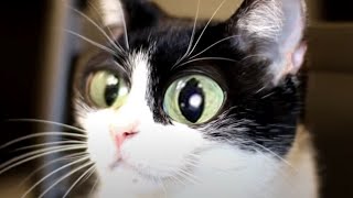 How To Be A Tuxedo Cat [The Best Tuxedo Cat Videos] Cats 101 by Muziq The Cat 357 views 3 years ago 2 minutes, 47 seconds
