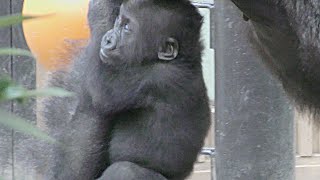 ママにピッタリ赤ちゃんゴリラ💗キンタロウ11ヶ月【京都市動物園】