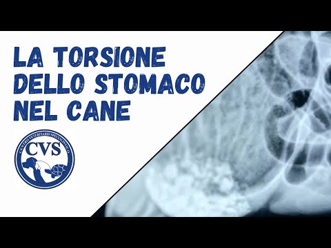 Video: Disturbo Dello Stomaco (perdita Di Motilità) Nei Cani