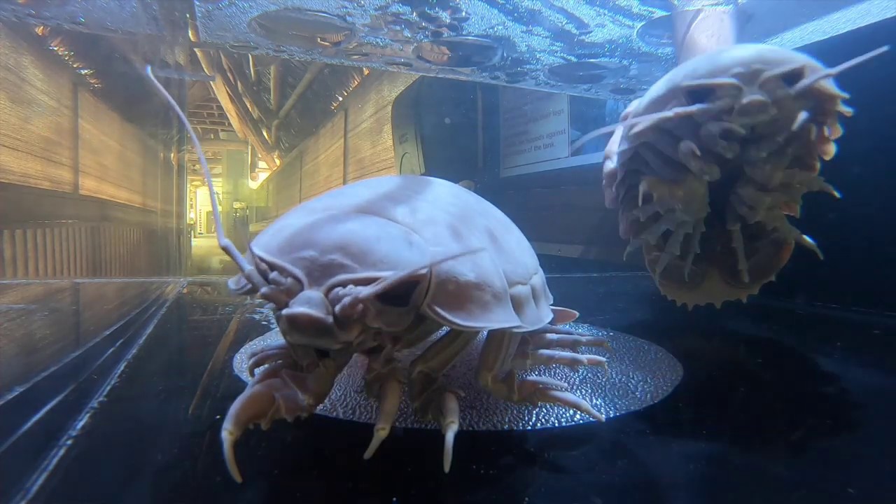 New Giant Isopod Touch Tank Youtube