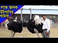 বাংলাদেশে গড়ে উঠেছে লাভজনক উটপাখির খামার দেখুন বিস্তারিত Ostrich keeping procedures