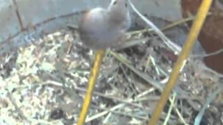 Мышь акробат.  Funny little mouse