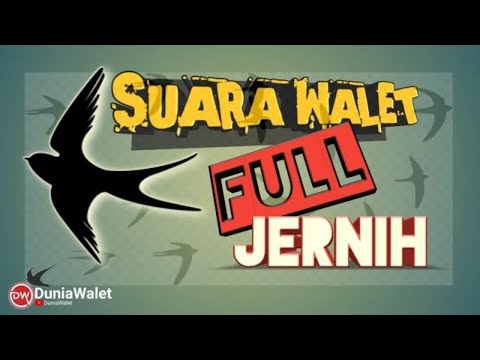 suara-panggil-walet-full-jernih