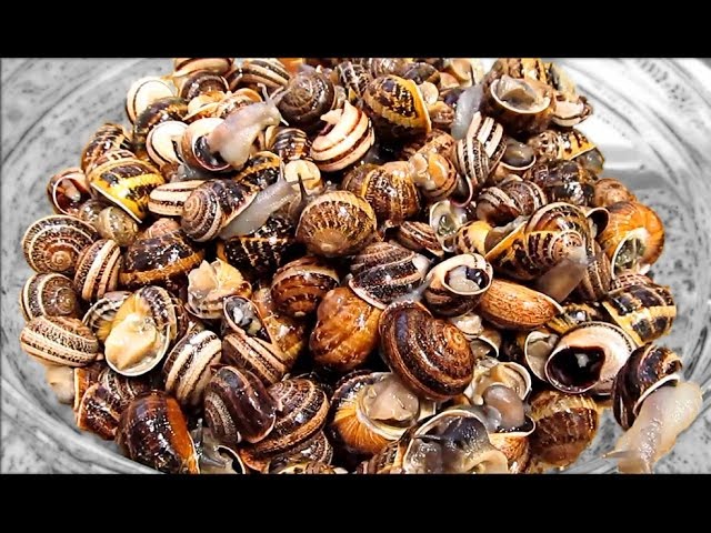 Cómo limpiar y cocinar caracoles