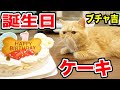 【ブチャ吉】1歳の誕生日に猫用ケーキを寝起きの子猫にあげたらまさかの結果にwww