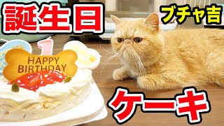 【ブチャ吉】1歳の誕生日に猫用ケーキを寝起きの子猫にあげたらまさかの結果にwww