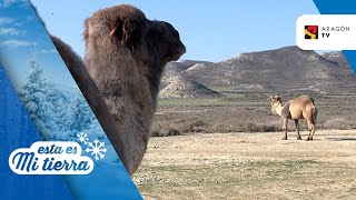 Los últimos camellos de Monegros